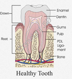 healthy tooth